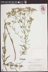 Eupatorium cuneifolium image