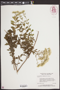 Eupatorium cuneifolium image