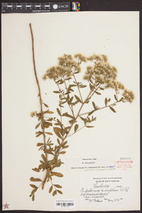 Eupatorium cuneifolium image