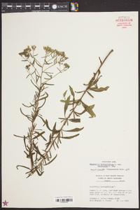 Eupatorium hyssopifolium image