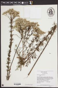 Eupatorium hyssopifolium image