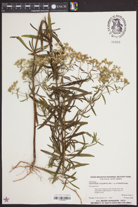 Eupatorium hyssopifolium image