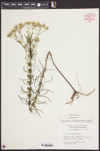 Eupatorium hyssopifolium image