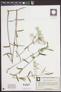 Eupatorium leucolepis image