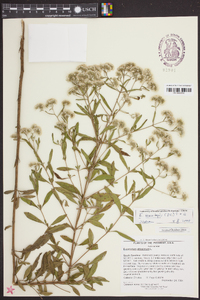 Eupatorium leucolepis image