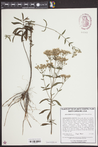 Eupatorium leucolepis image