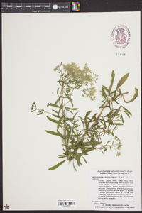 Eupatorium leucolepis image