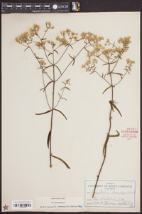 Eupatorium leucolepis image