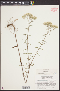 Eupatorium leucolepis image