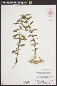 Eupatorium mohrii image