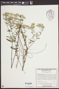 Eupatorium mohrii image