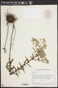 Eupatorium mohrii image