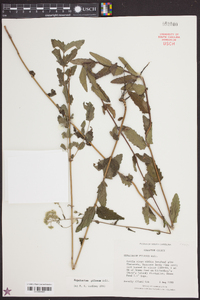 Eupatorium pilosum image