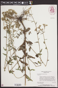 Eupatorium pilosum image