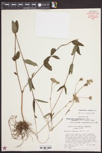 Eupatorium pilosum image