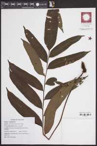 Media resource of Diplazium hainanense