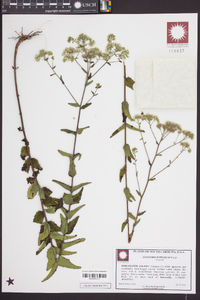 Eupatorium pilosum image