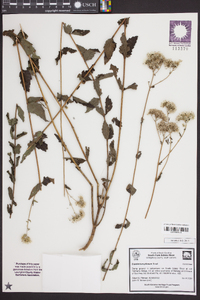 Eupatorium pilosum image