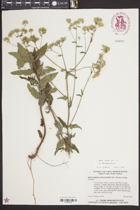 Eupatorium pilosum image