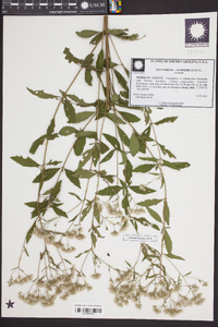 Eupatorium semiserratum image