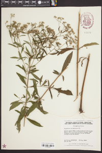 Eupatorium semiserratum image