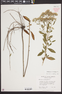 Eupatorium semiserratum image