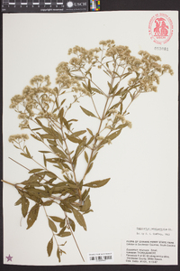 Eupatorium semiserratum image