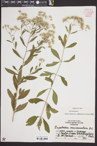 Eupatorium semiserratum image