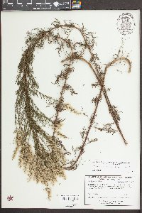 Eupatorium compositifolium image