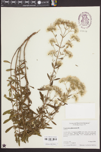 Eupatorium glaucescens image