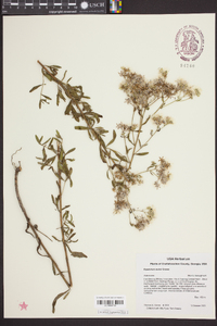 Eupatorium mohrii image