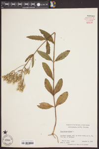 Eupatorium album image