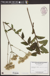 Eupatorium album image