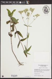 Eupatorium album image