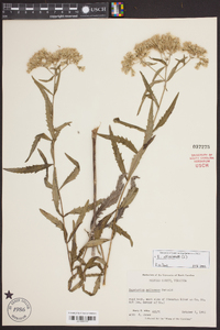 Eupatorium altissimum image