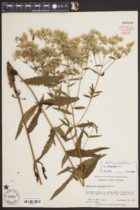 Eupatorium altissimum image