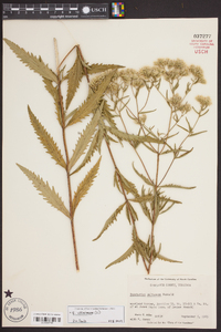 Eupatorium altissimum image