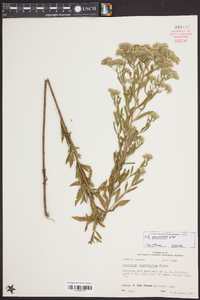 Eupatorium glaucescens image