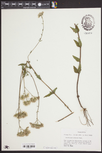 Eupatorium pilosum image