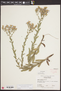 Aster gracilis image