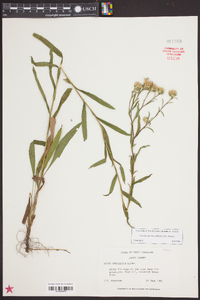 Aster surculosus image