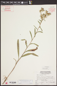 Aster surculosus image