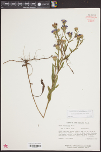 Aster surculosus image