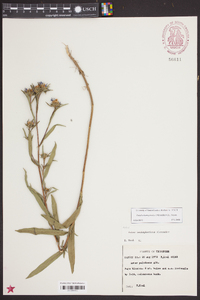 Aster hemisphericus image