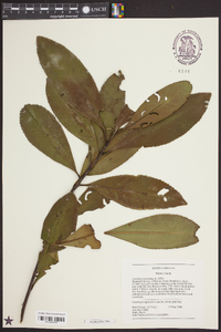 Gordonia lasianthus image