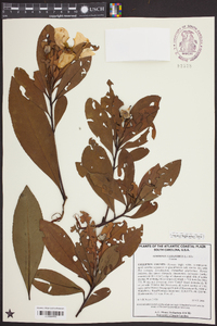 Gordonia lasianthus image