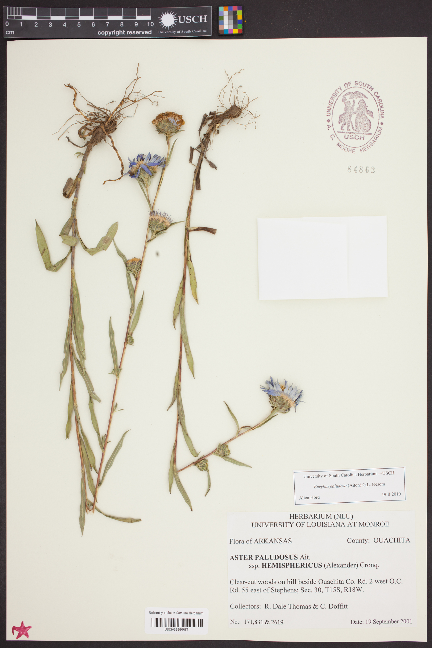 Aster hemisphericus image