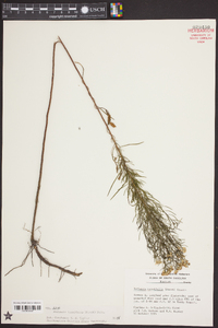 Euthamia caroliniana image