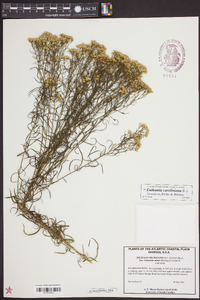 Solidago microphylla image