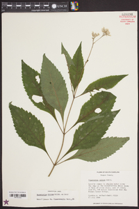 Eupatorium dubium image